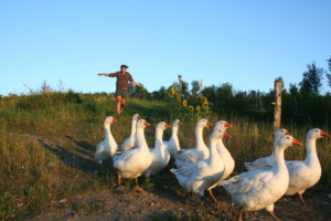 geese